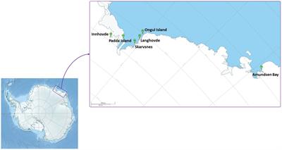 Microbial community composition of terrestrial habitats in East Antarctica with a focus on microphototrophs